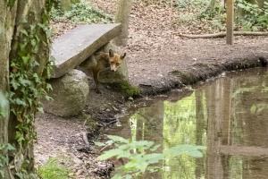 Fuchs - hat sich schnell aus dem Staub gemacht