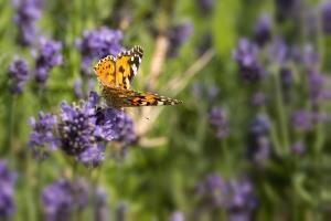 Indischer Admiral auf Lavendelblüte